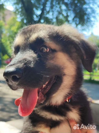 Щенок с сильным характером