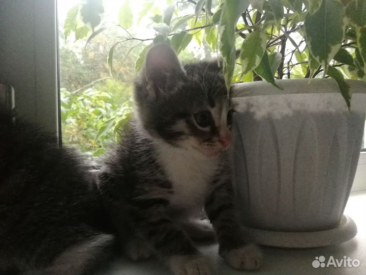 Котята в добрые руки бесплатно