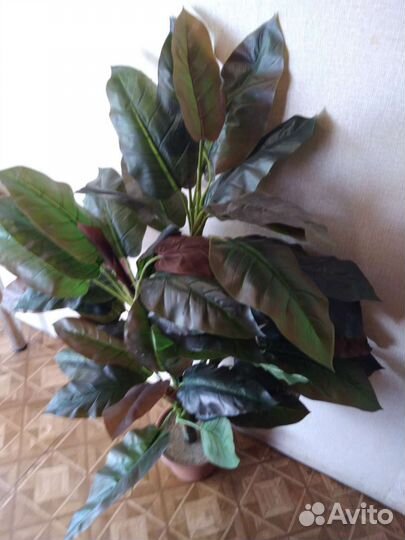 Карделина Аделина