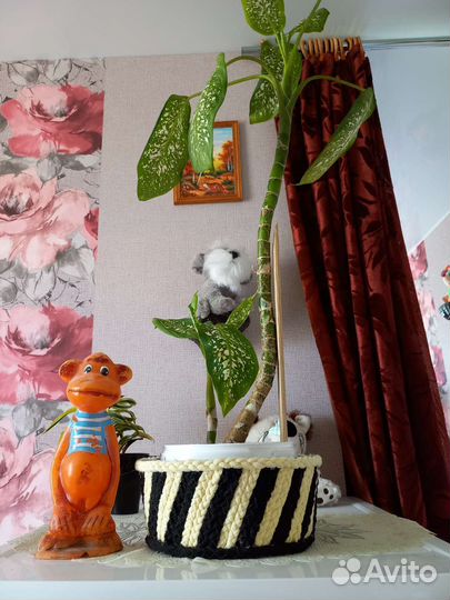 Диффенбахия