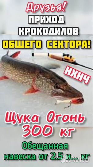 Платная Рыбалка