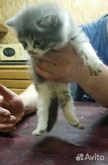 Котята отдам бесплатно