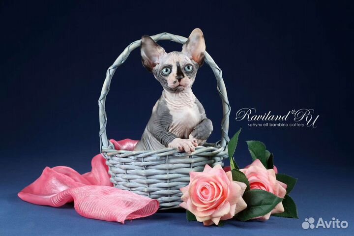 Канадский сфинкс