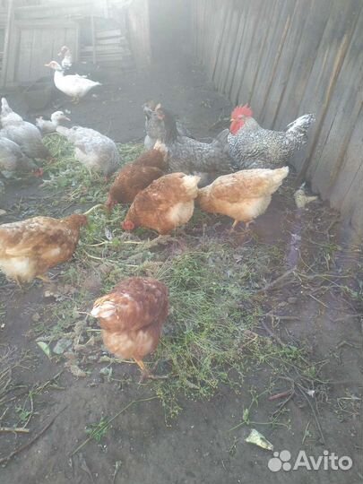 Куры несушки