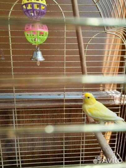 Кенор 2 года, с клеткой