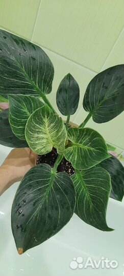Эпипремнум годзила и филодендрон Биркин