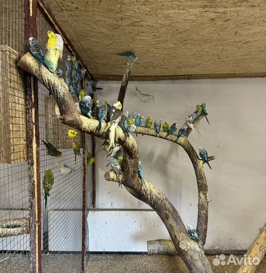 Волнистые попугаи