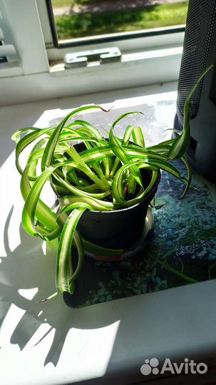 Хлорофитум кучерявый(Бонни)
