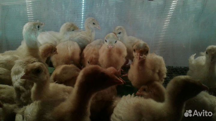 Цыплята, индюшата, бройлер,гусята,утята,мулард