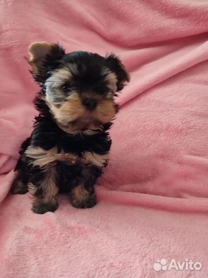 Собаки щенки