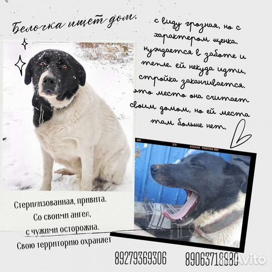 Классная Собака Белка