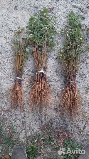 Продам подвой антипки домашней