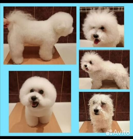 Стрижка кошек и котов