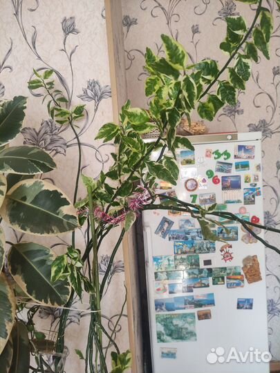 Педилантус большой
