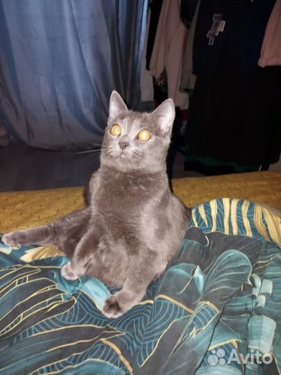 Кот