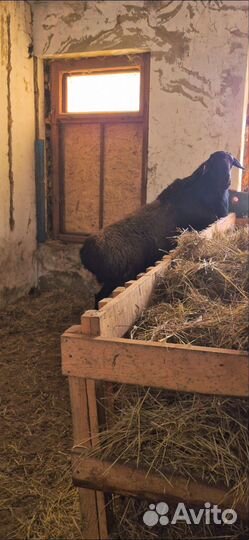 Баран гиссар