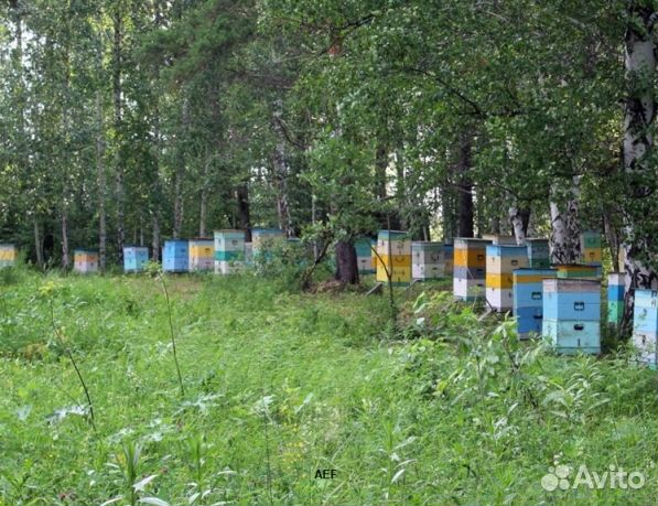 Мед 2024 года натуральный опт