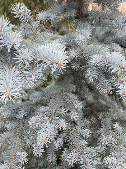 Ель голубая 3,5м