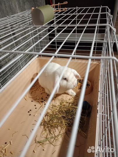 Продается кролик