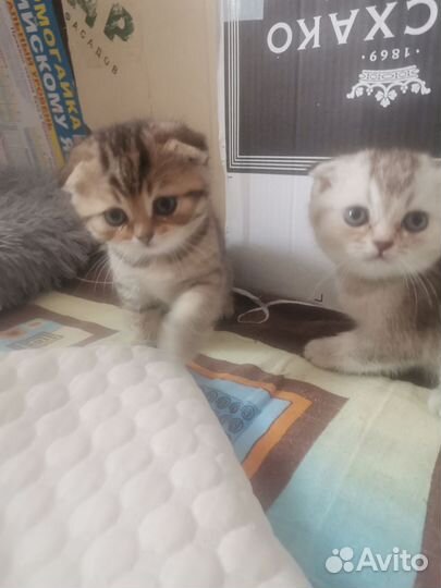 Шотландские вислоухие котята