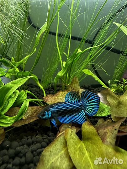 Betta mahachaiensis