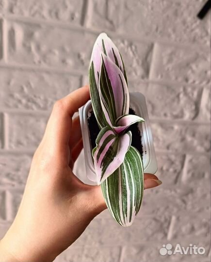 Разные комнатные цветы и мята