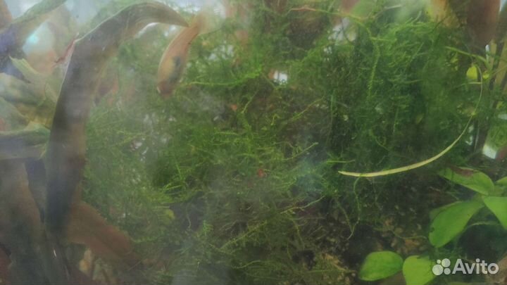 Аквариумное растение