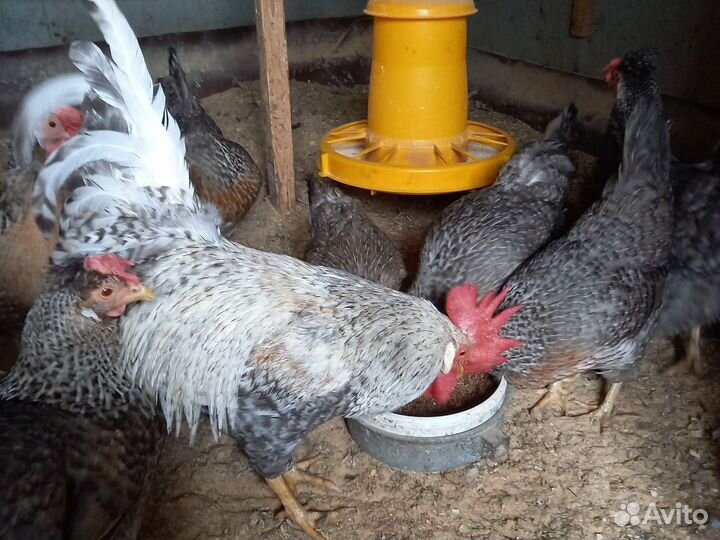 Петушки Легбар, Мини мясные