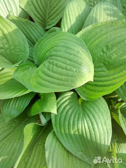 Хоста гибридная Гиацинтина