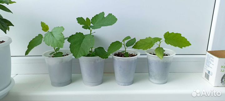 Инжир комнатный