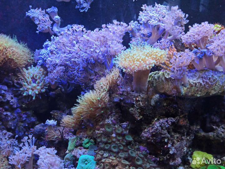 Живые морские кораллы в аквариум