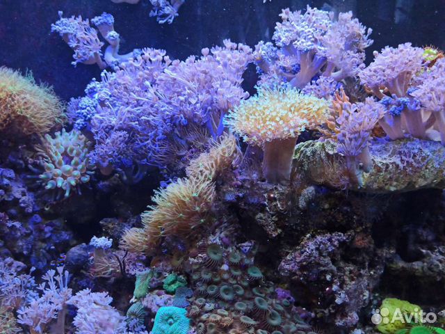Живые морские кораллы в аквариум