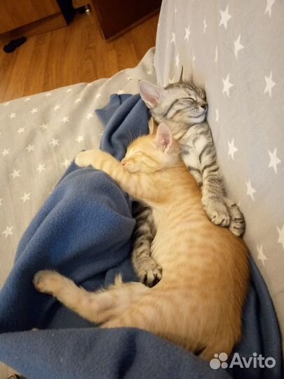 Отдам котят в добрые руки