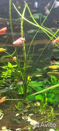 Аквариумные рыбки и растения