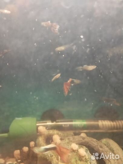 Гуппи и улитка