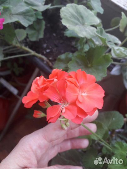 Черенки пеларгонии