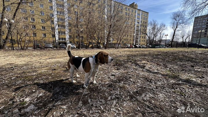 Собака в добрые руки отдам бесплатно