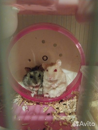 Хомяки джунгарики с клеткой