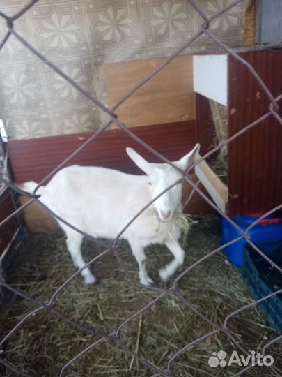 Коза дойная