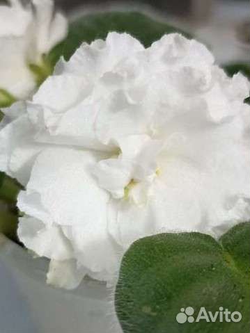 Фиалка белая махровая