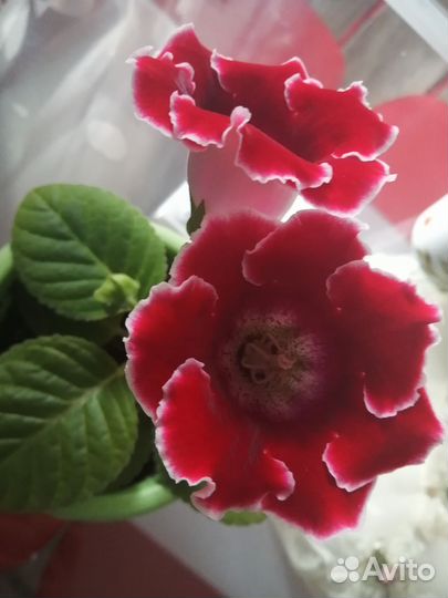 Цветущие фиалки