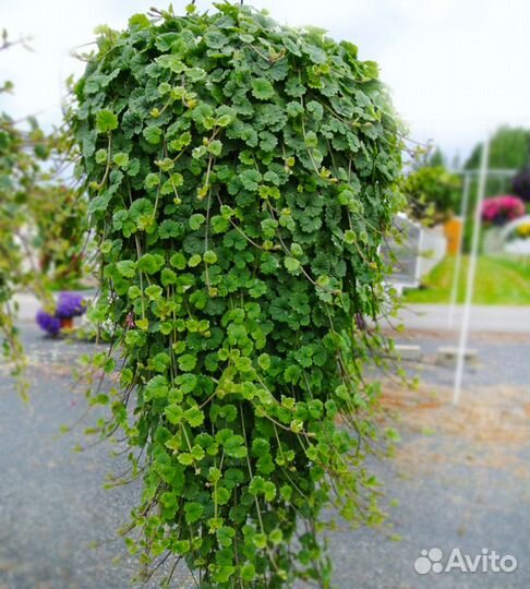 Будра вегетативная