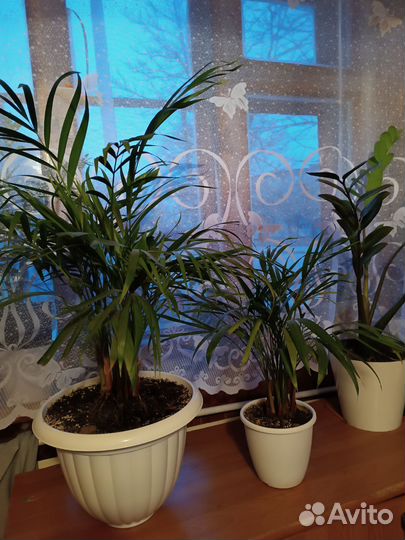 Комнатные растения