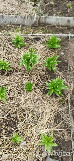 Рябчик императорский