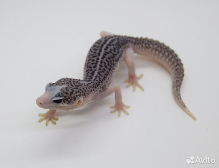 Эублефар Total Eclipse самец