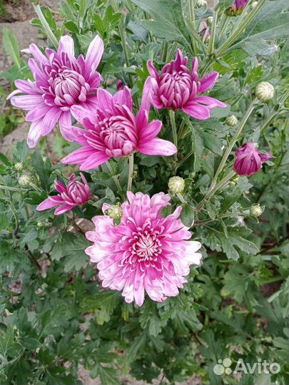 Хризантема