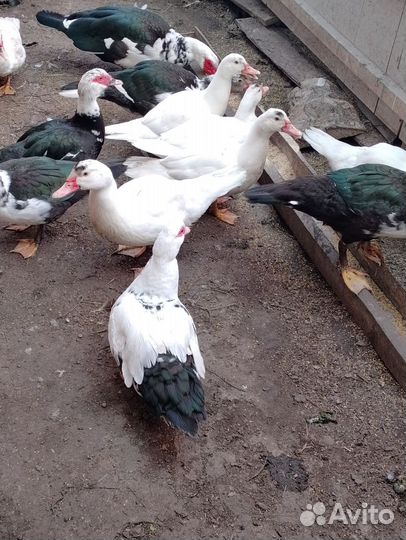 Мускусные утки