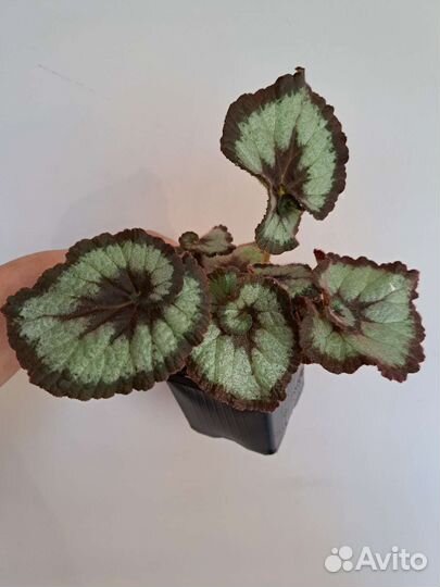 Бегонии декоративно-лиственные