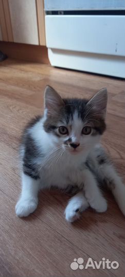 Котик курильский бобтейл