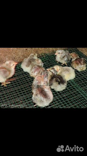Цыплята борковская барвистая